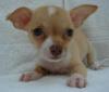 chihuahua Hundchen zum Verkauf
