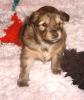 Zauberhafte Sheltie/ Papillon Welpen !