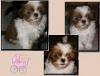shih tzu knuffels klein und süß