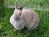 Zwergkaninchen  weibl. sucht