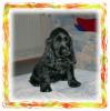 english Cockerspaniel-Welpen abzugeben