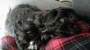 Welpe,  weiblich,  shihtzu/  Havaneser
