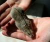 Steppenlemming männl. abzugeben,  Wuppertal