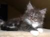 Typvolles Maine Coon Katerchen in black-smoke/ white