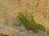 Fünf große Madagaskar-Taggecko Jungtiere suchen neues Heim