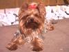 Yorkshire Terrier Hündin entlaufen