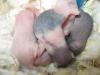 reine Hamsterbabys Teddyhamster