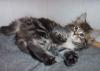 Norwegische Waldkatzenkitten