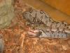 Boa Constrictor C.  Nachzuchten abzugeben!!!
