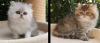Perserbabys zum verlieben in der Farbe silver und gold!