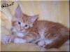 Verschmuster Maine Coon Rotfuchs !!!