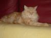 Maine-Coon´s vom Römertal