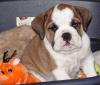 English Bulldog Welpe,  Rüde,  17 Wochen alt