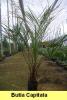 Butia capitata,  eine wunderschöne Palme, 