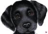 Petdomain.de - Heimtierbedarf