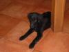 süsse Labrador-Flatcoated Mischlinge