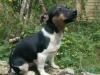 Zuckersüße Jack Russels,  Niedliches Geschwisterpärchen