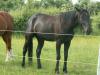 Beauty,  Rapp-Wallach,  ca. 160cm,  wird 5Jahre, 