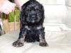 Amerikanische Cocker Spaniel,  5 Stück,  geb.22 Juli 2007