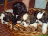 shi/ tzu