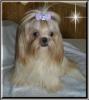 shih tzu welpen klein und süß