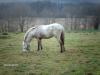 Appaloosa-Criollo-Hengst zu verkaufen