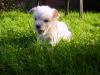 Biewer Yorkshire Terrier /  Yorkie