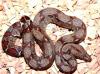 ECHTE COSTA RICA BOAS