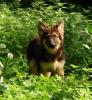 Altdeutscher Schäferhund /  Rüde /  Junghund
