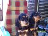 Cocker Spaniel Welpen