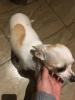 Chihuahua Hündin