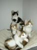 Maine Coon Kitten aus liebevoller Zucht !