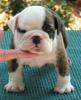 Bulldoggenhündchen zum Verkauf, 