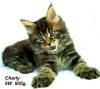 Wir haben wunderschöne Maine Coon Kitten !!!