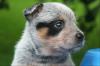 AUSTRALIAN CATTLE DOG - VDH/ FCI