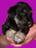 Zwergschnauzer schwarz/ silber Welpen