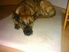 Podenco canario abzugeben!!!!