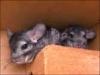 chinchillas