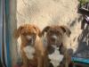 Bordeauxdoggen-/ American Bulldog-Mischlingswelpen