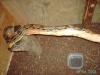 boa c. constrictor mit terrarium