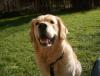 golden retriever welpen