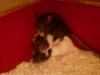 Dumbo Ratten Babys