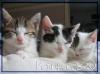 Süße Rassemix Kitten Ragdoll /  EKH suchen neues Zuhause!