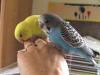 nestjunge,  HANDZAHME Wellensittiche