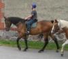 WARMBLUTWALLACH HANNOVERANER ABSTAMMUNG