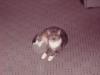 Suche netten Katter in Aachen