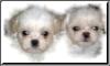 shihtzu.....welpen