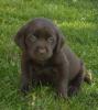 labrador schoko