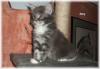 Biete Maine Coon Babys mit Papiere