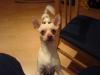 Stolzer Chihuahua Deckrüde